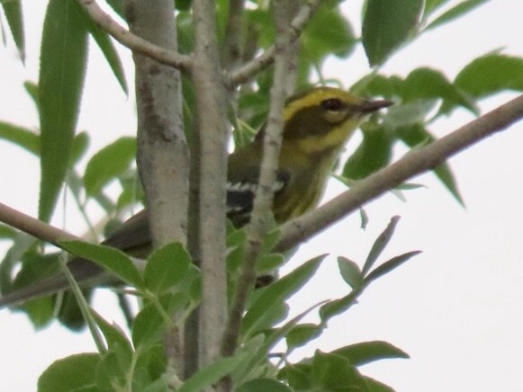 Townsend's Warbler - ML172921141