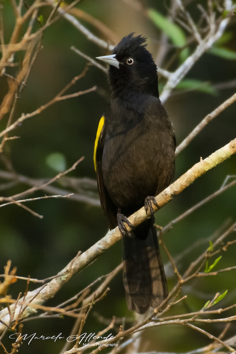 Golden-winged Cacique - ML172923091