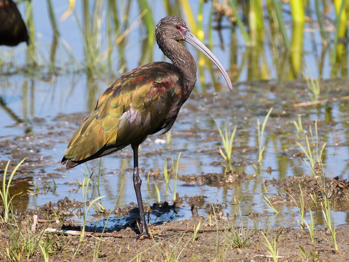 White-faced Ibis - ML172923461