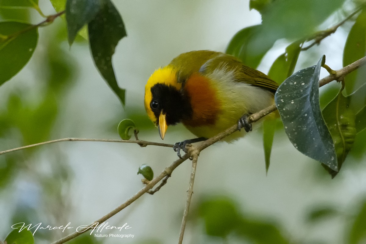 Guira Tanager - ML172923871