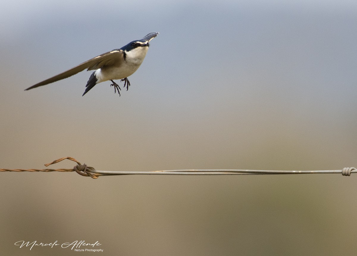 White-rumped Swallow - ML172924011