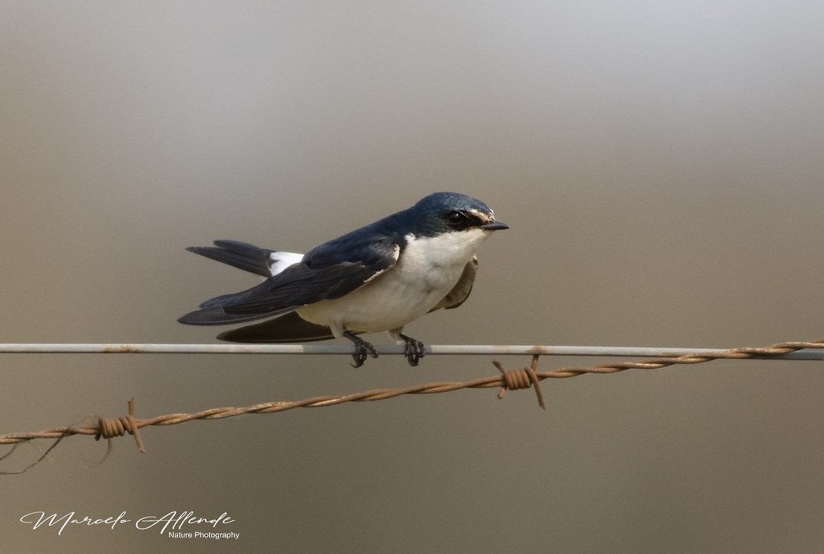 Golondrina Cejiblanca - ML172924021