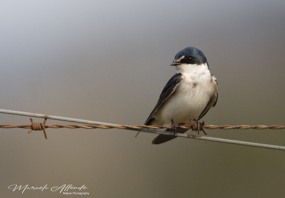 White-rumped Swallow - ML172924031