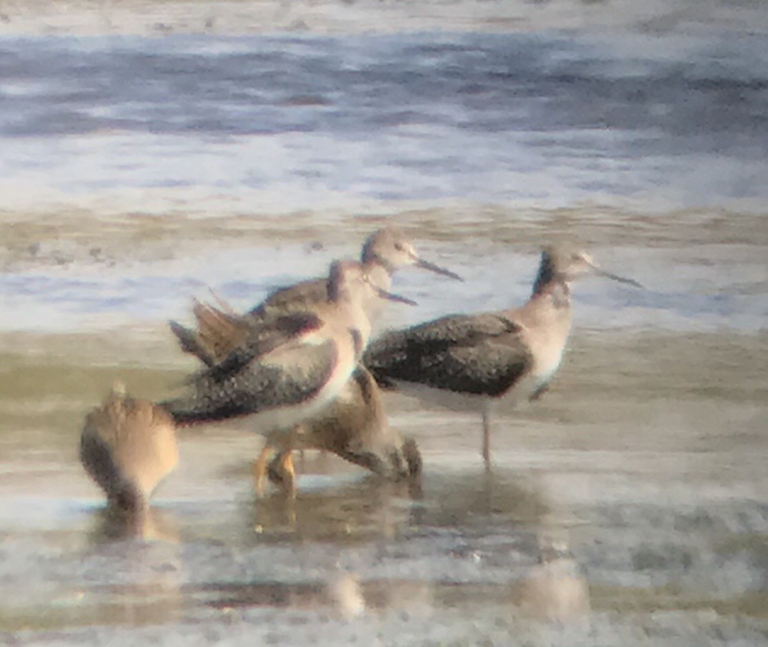 Lesser Yellowlegs - Justyn Stahl