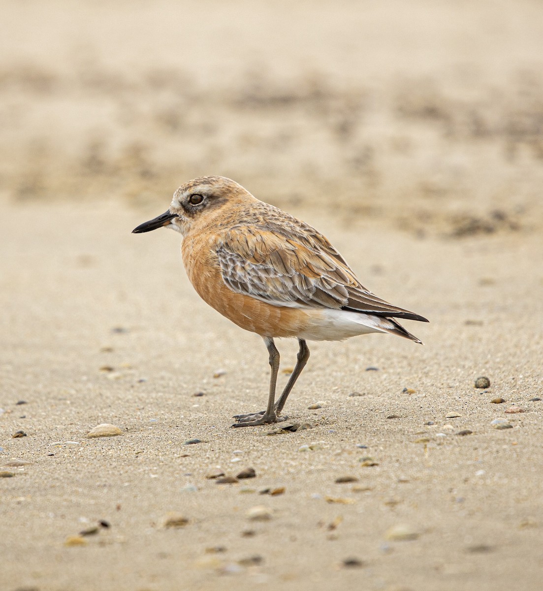 Red-breasted Dotterel - Aaron Skelton