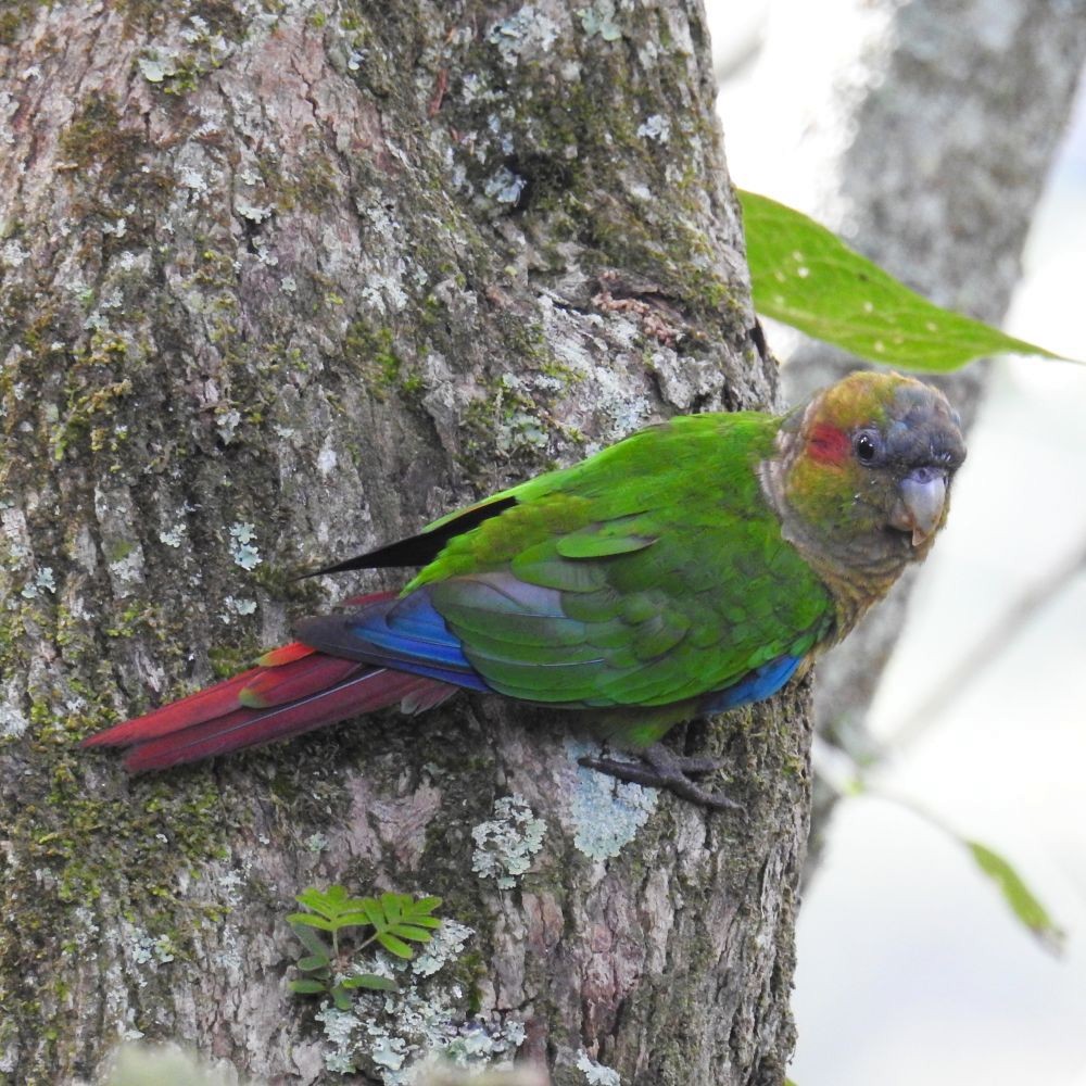 Red-eared Parakeet - Fernando Nunes