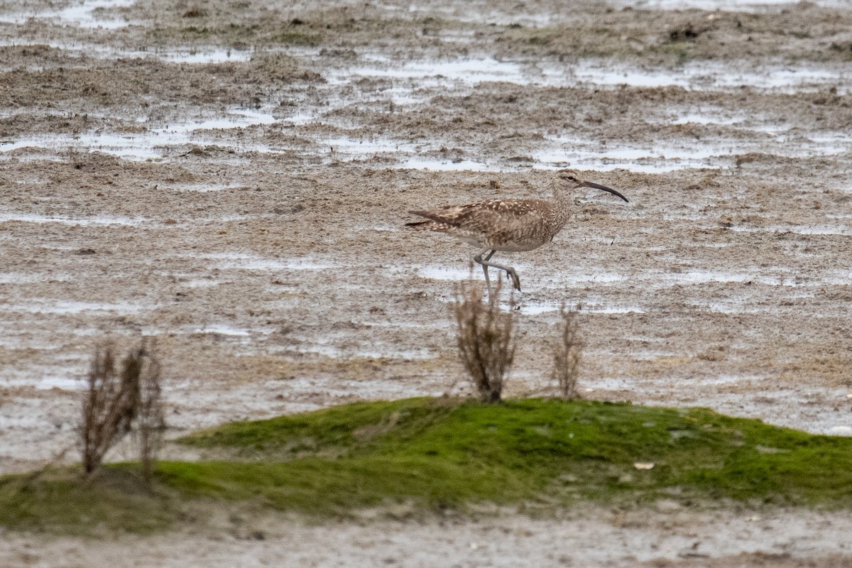 Whimbrel - James McNamara