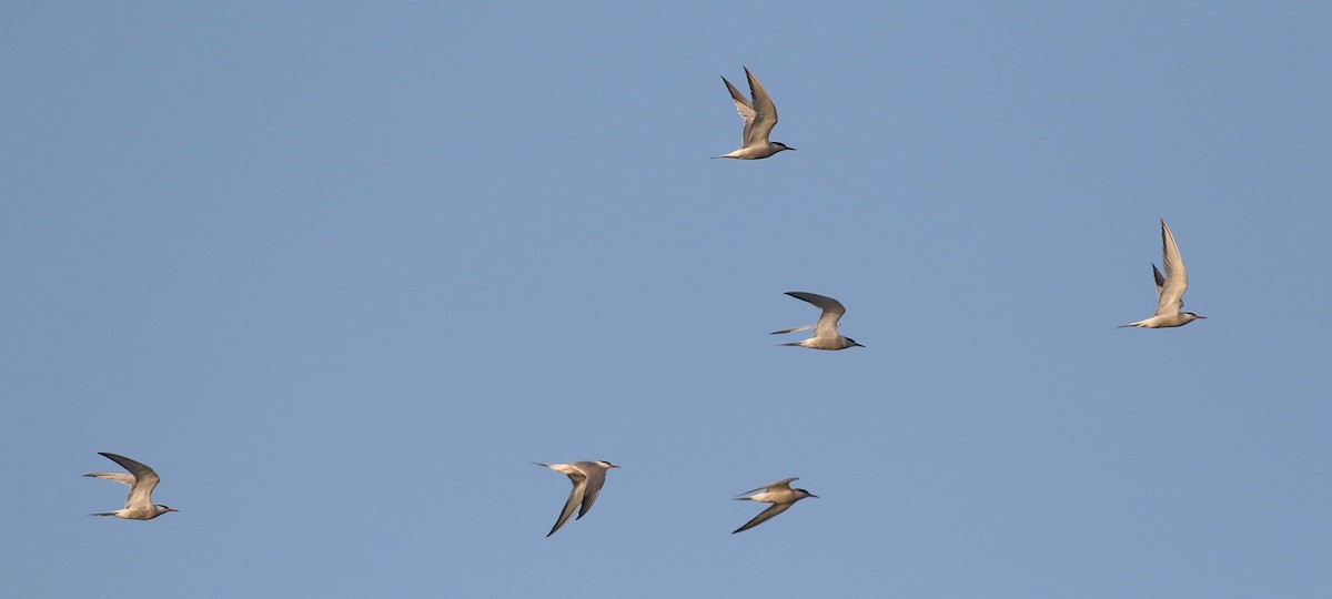 Common Tern - ML172932881