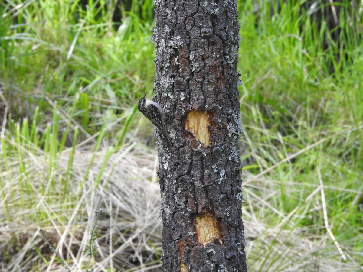 Brown Creeper - ML172936661