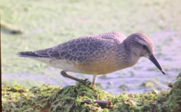 Red Knot - ML172937091