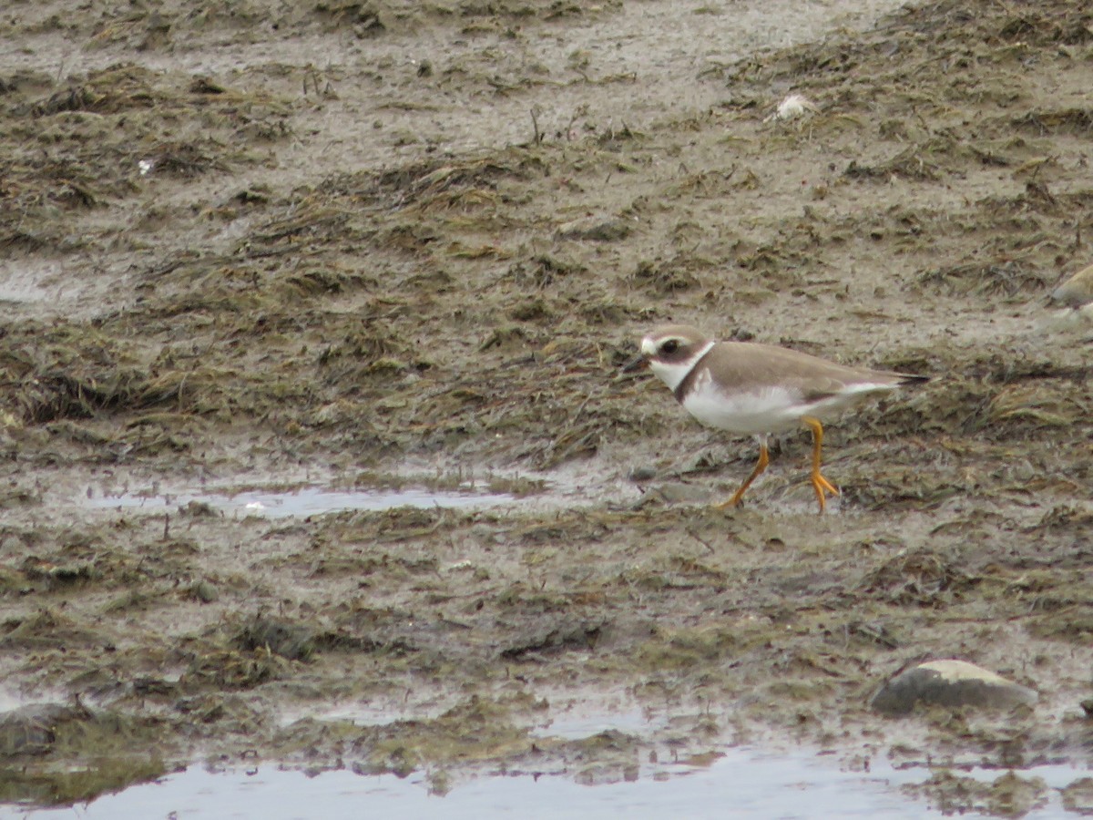 Semipalmated Plover - ML172937261