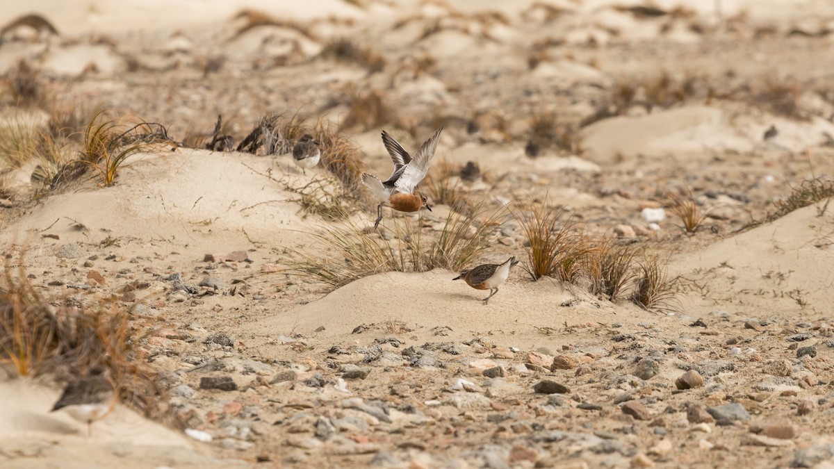 Red-breasted Dotterel - Sarah Guiheux