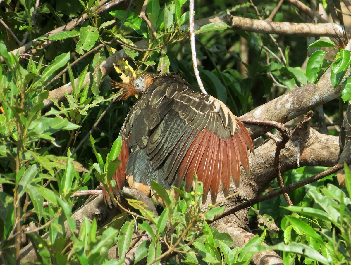 Hoatzin - ML172939761