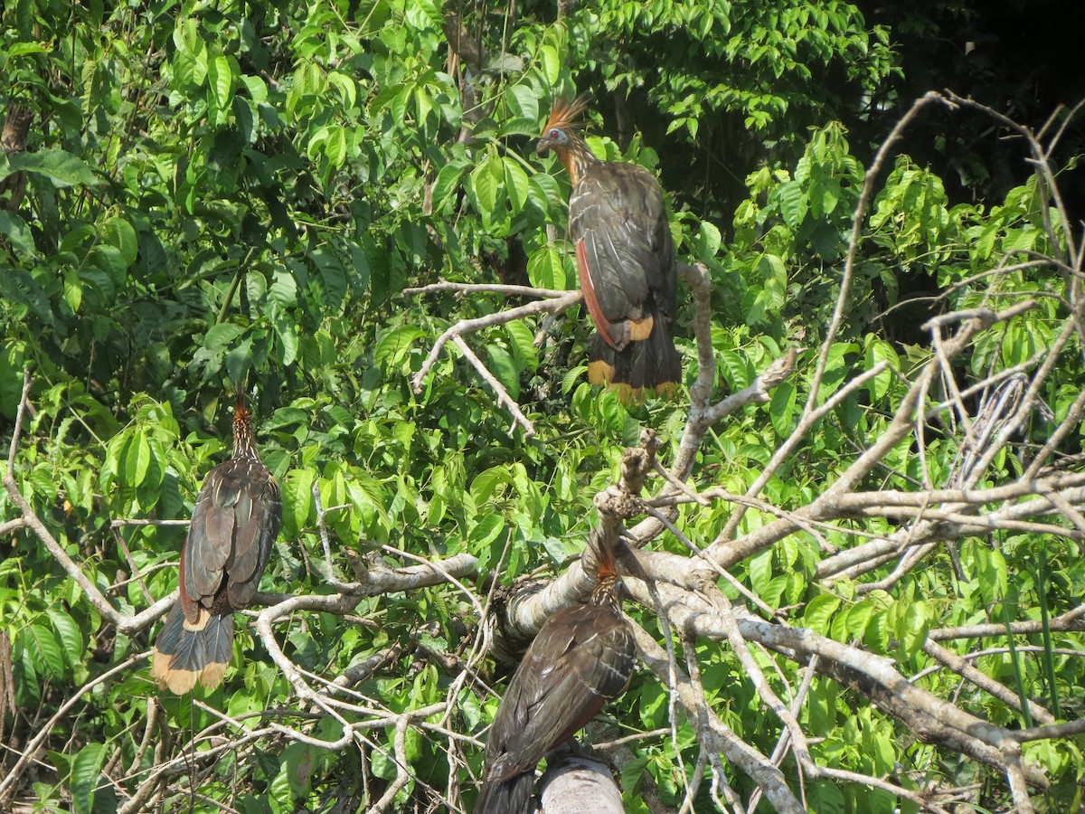 Hoatzin - ML172939781