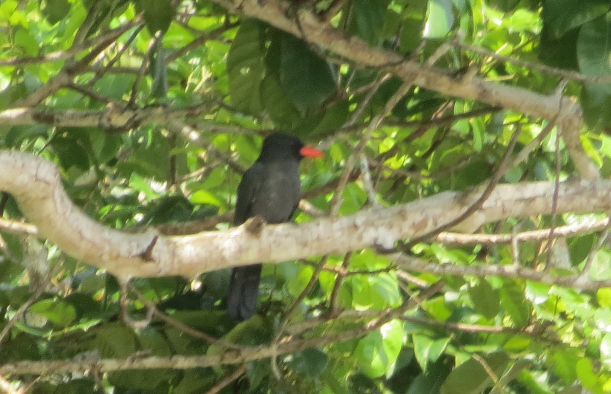 Black-fronted Nunbird - ML172939791