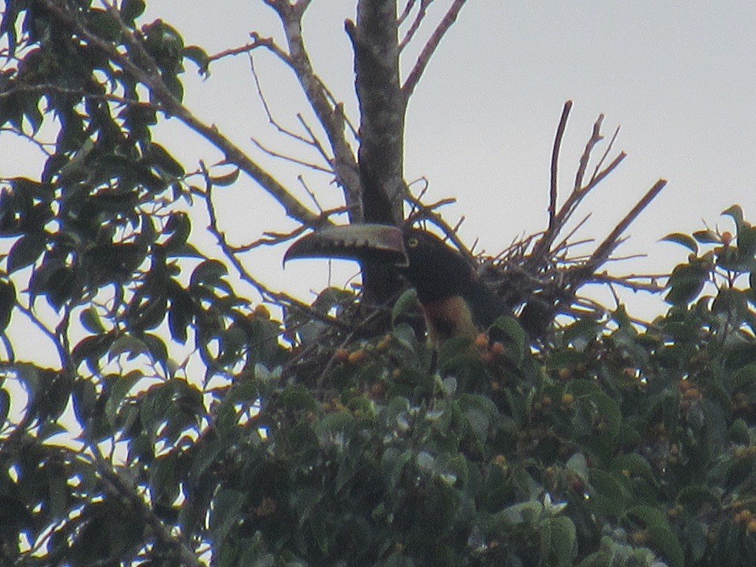 Collared Aracari - Edwin Calderon