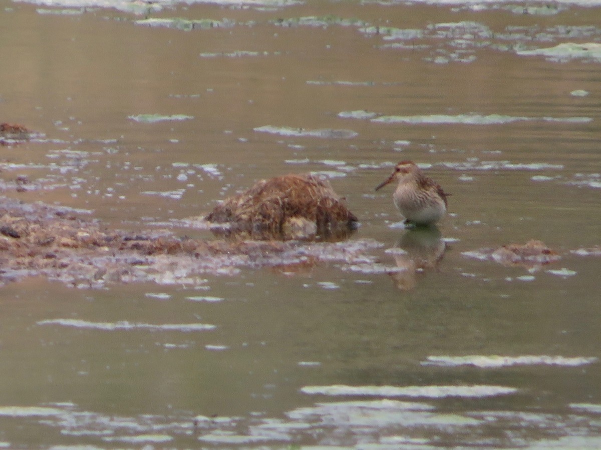 Pectoral Sandpiper - ML172940321