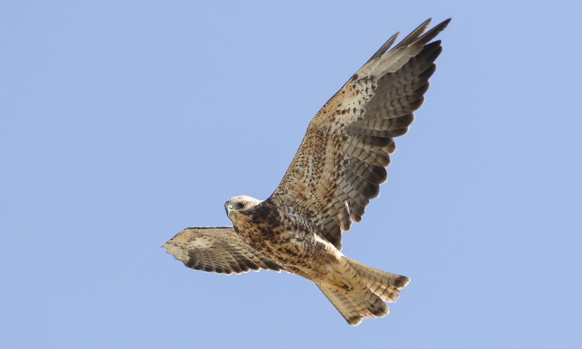 Swainson's Hawk - ML172941741