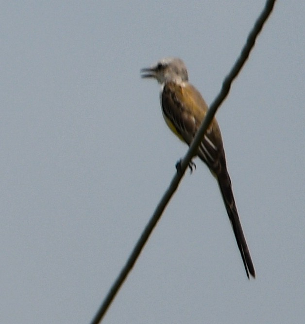 Scissor-tailed Flycatcher - ML172943691