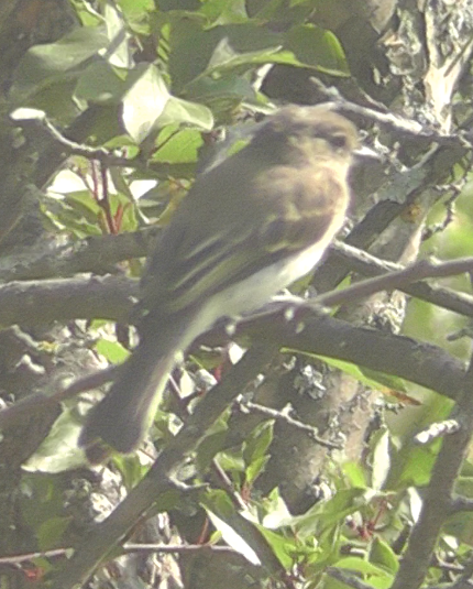 Least Flycatcher - ML172946181