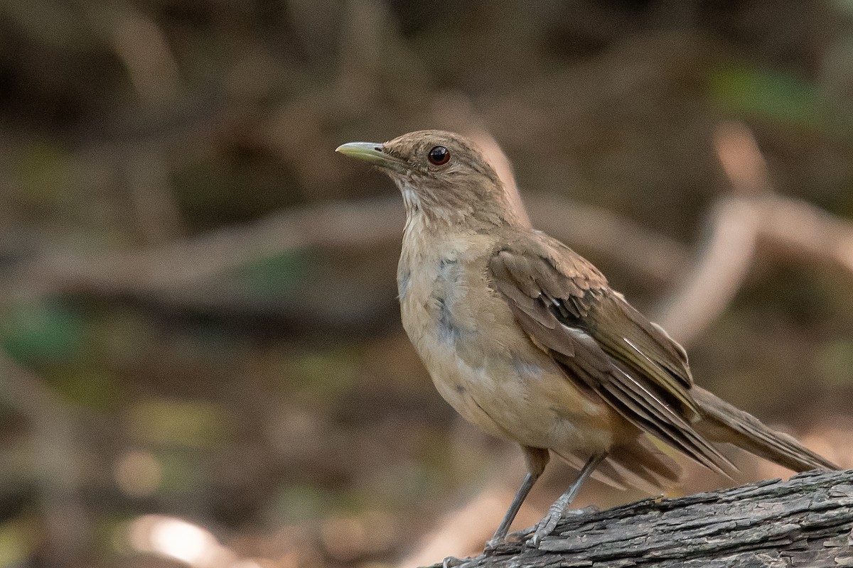 Clay-colored Thrush - ML172947291