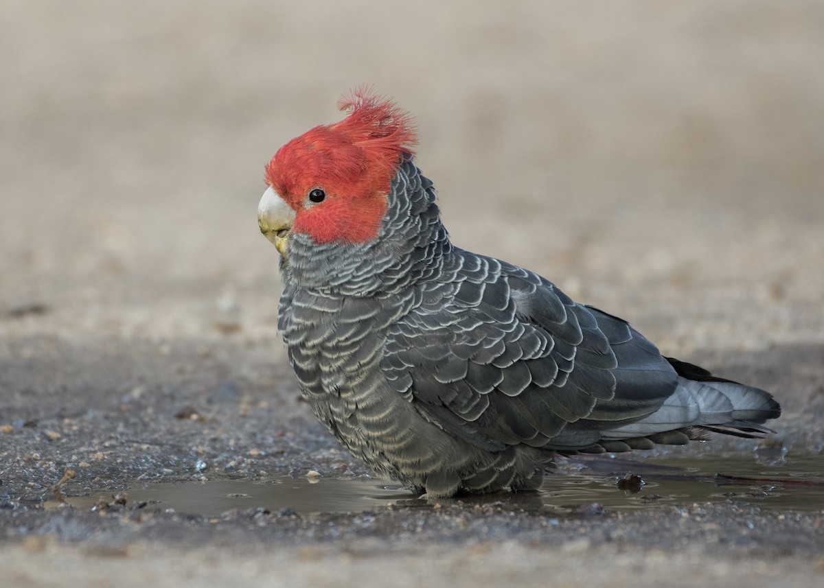 Cacatoès à tête rouge - ML172947341