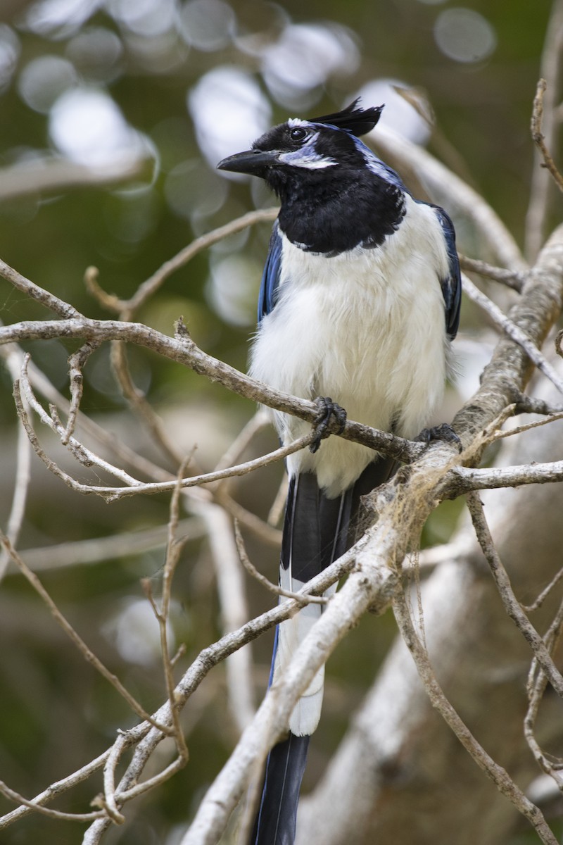 Black-throated Magpie-Jay - ML172947621