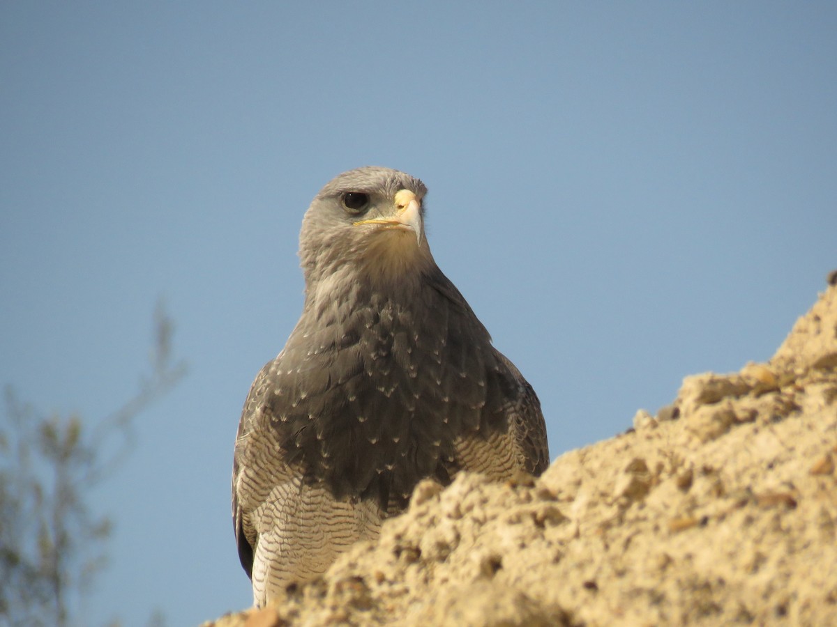 Black-chested Buzzard-Eagle - ML172947861