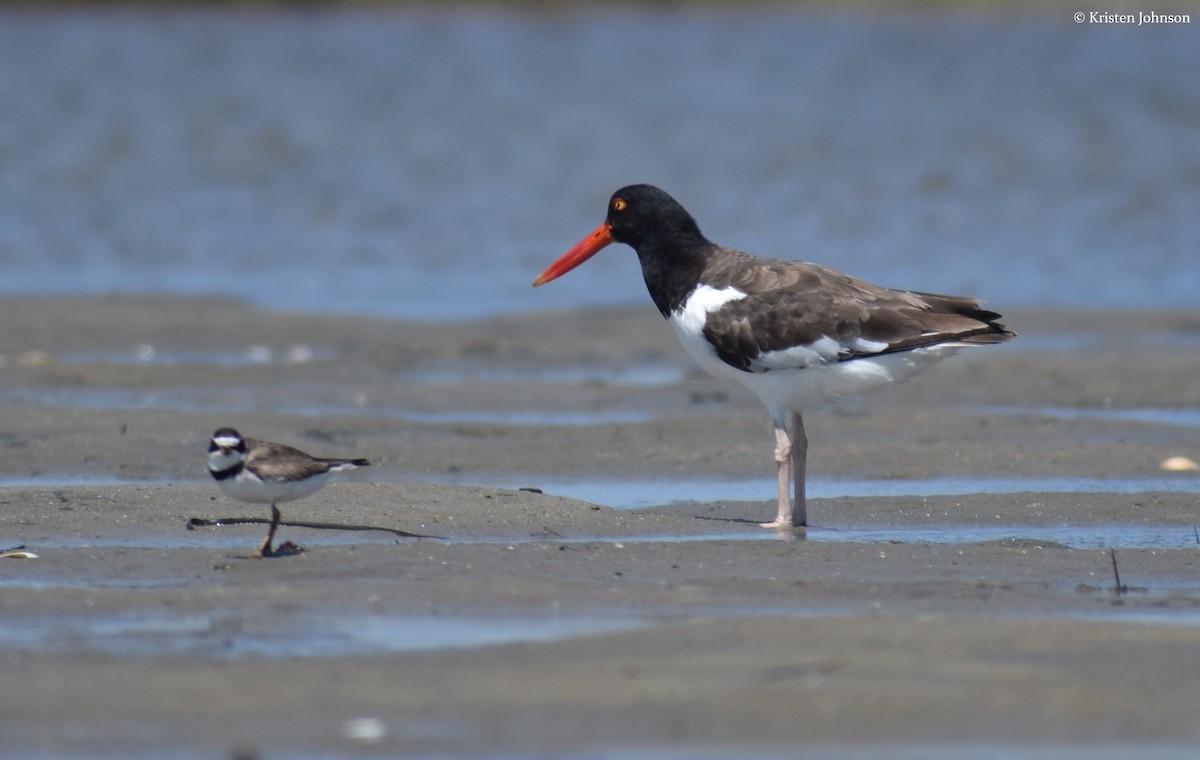 American Oystercatcher - Kristen Johnson