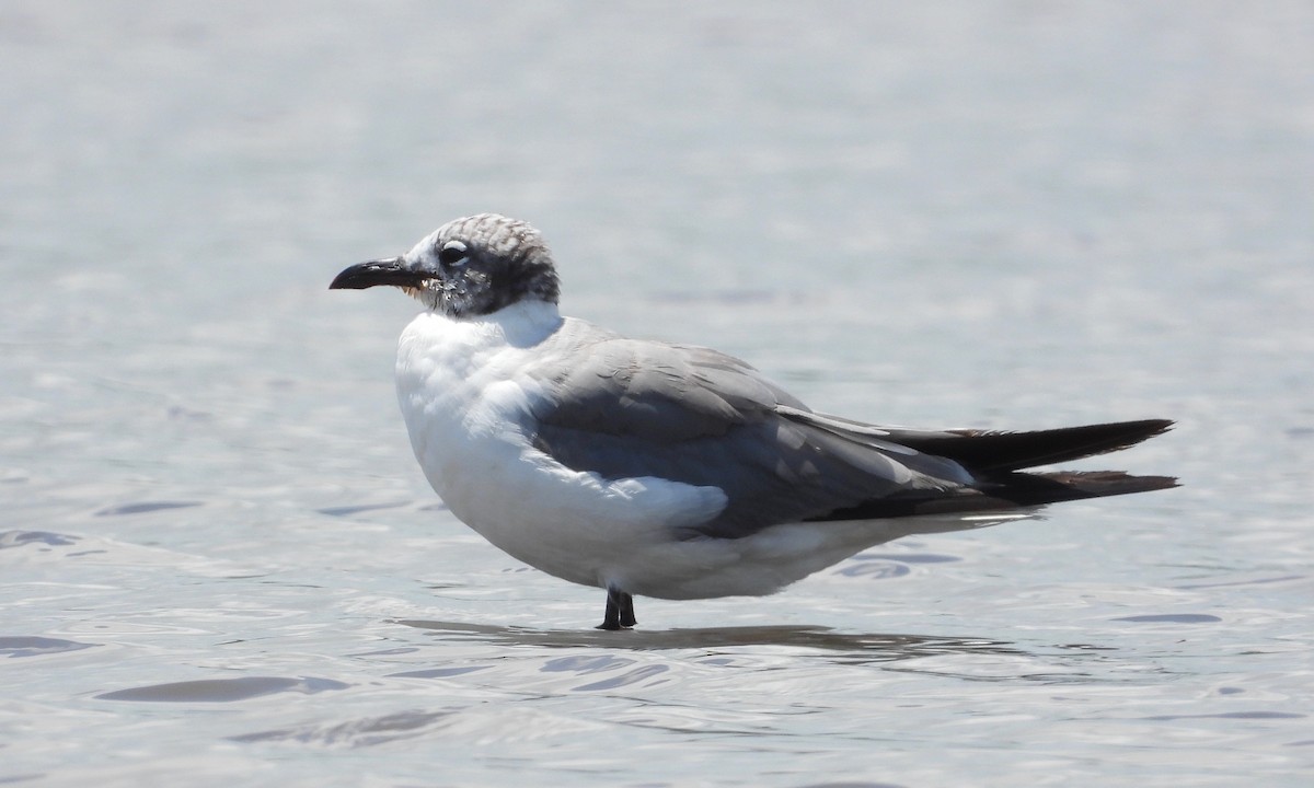 Laughing Gull - grete pasch
