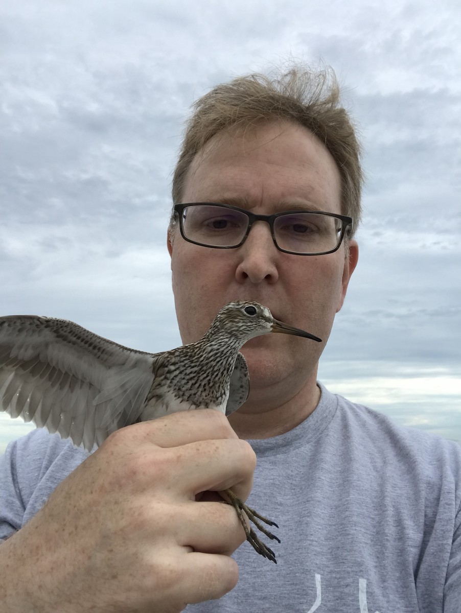 Pectoral Sandpiper - Benjamin Murphy