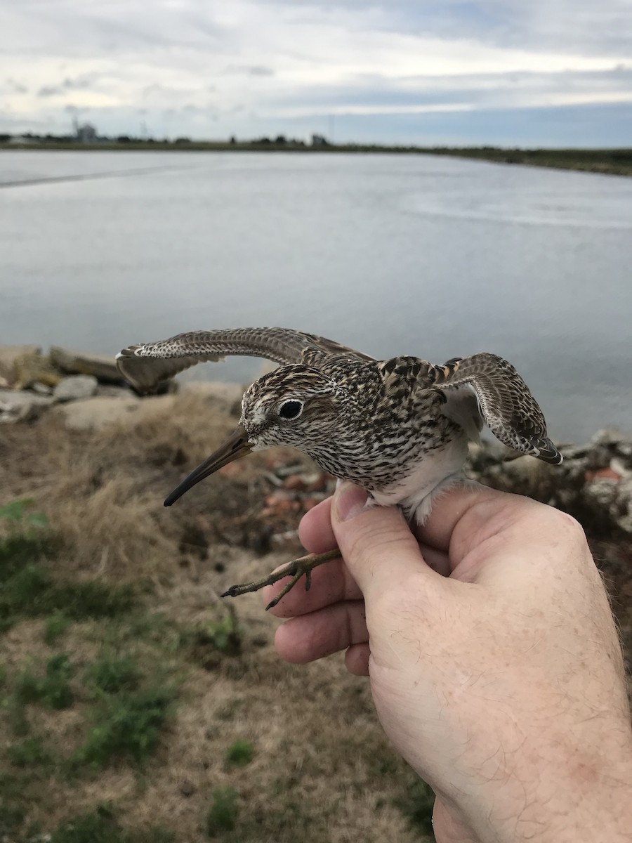 Pectoral Sandpiper - Benjamin Murphy