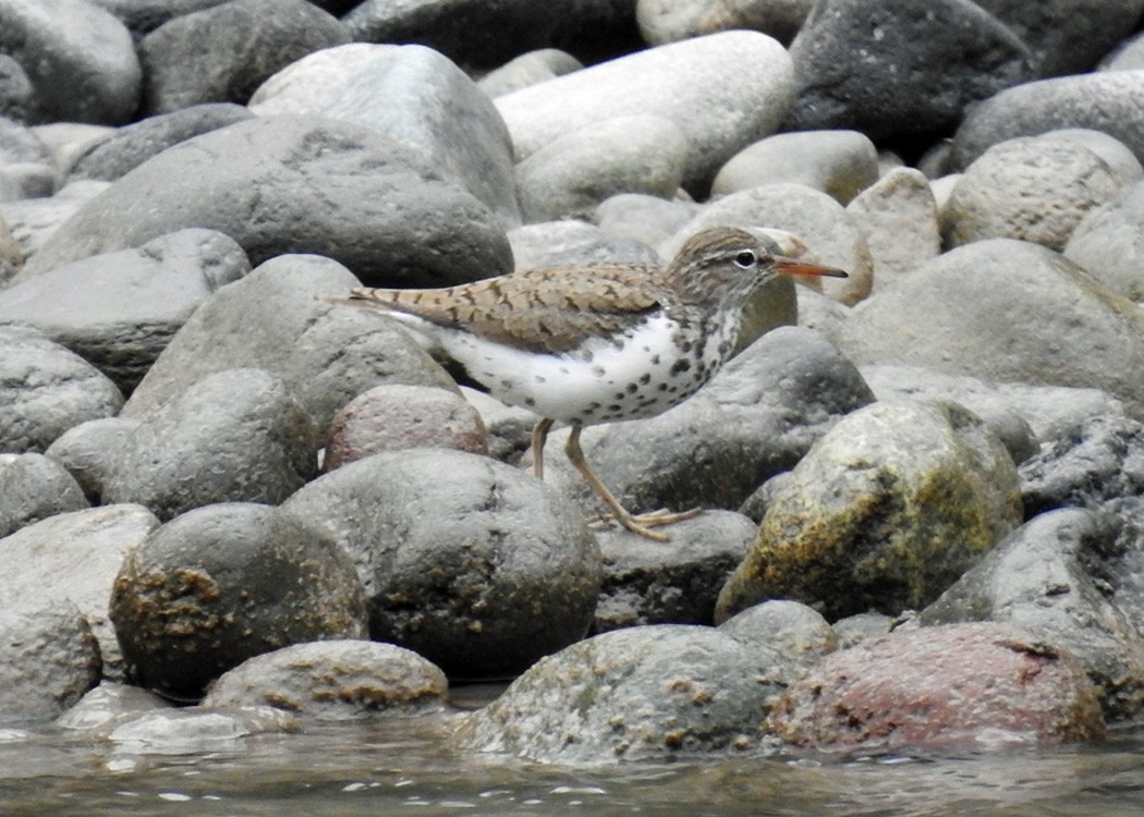 Spotted Sandpiper - ML172953341