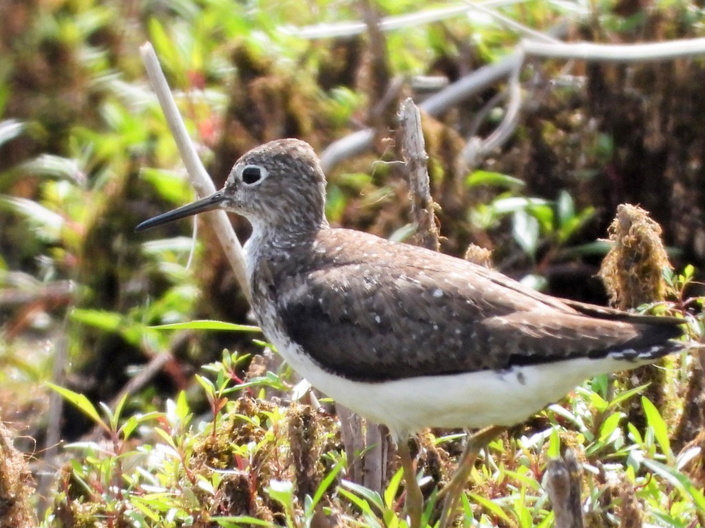 Solitary Sandpiper - ML172953601