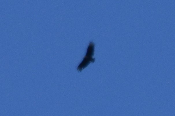 Black Vulture - ML172954801