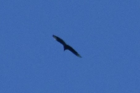 Black Vulture - ML172954811
