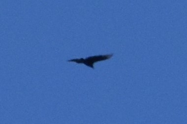 Black Vulture - ML172954851