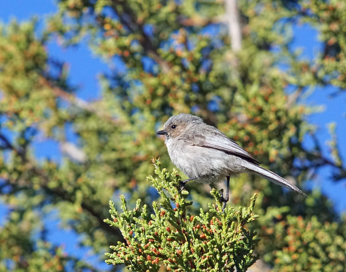 Bushtit - Michael Smith