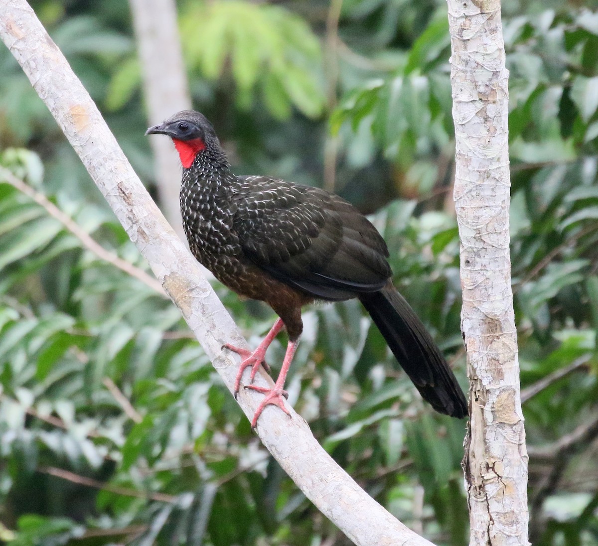 Spix's Guan - Charlotte Byers