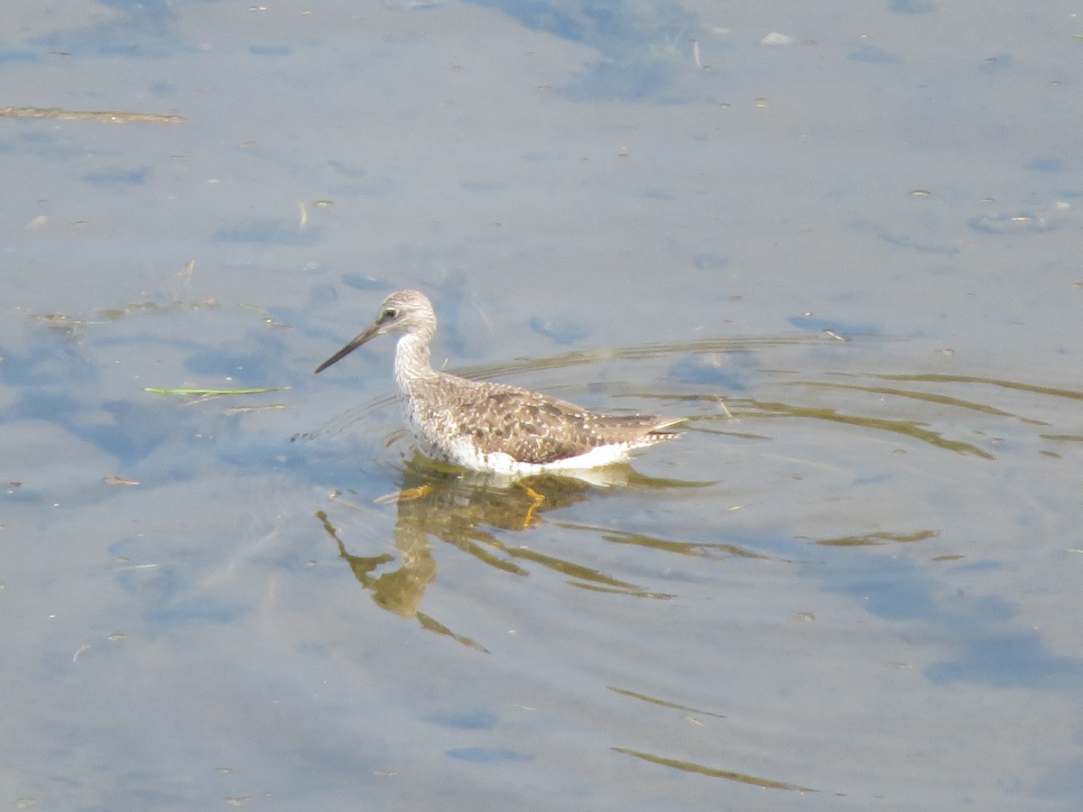 Greater Yellowlegs - ML172962091