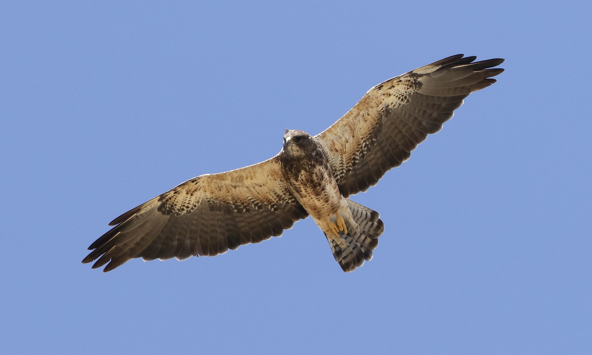 Swainson's Hawk - Brian Sullivan