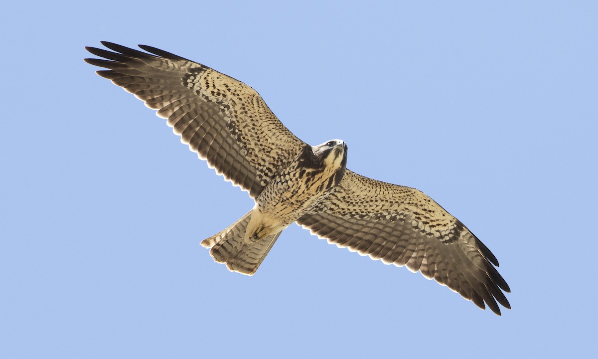 Swainson's Hawk - ML172965621