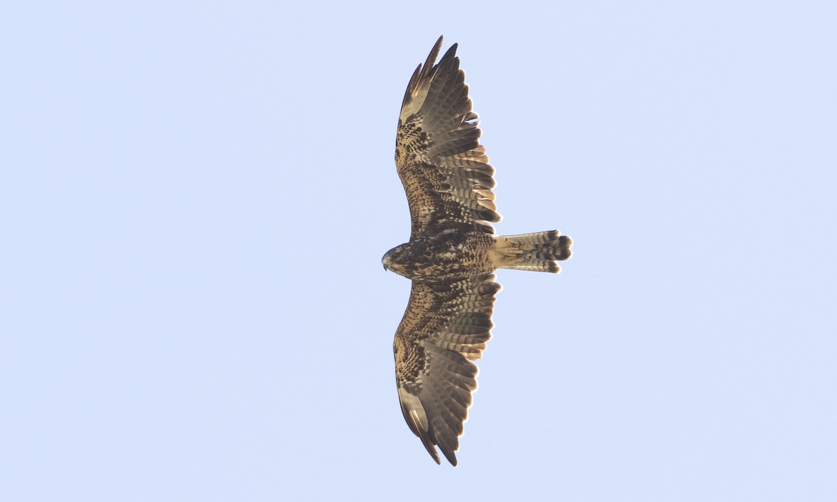 Swainson's Hawk - ML172965641