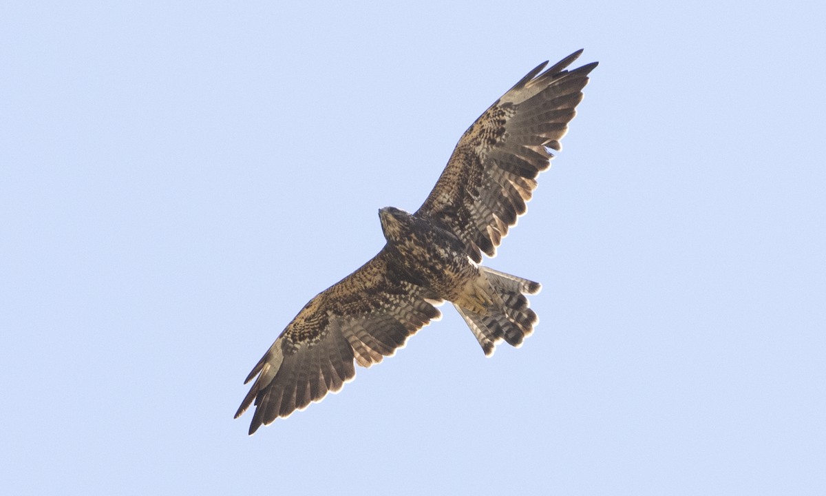 Swainson's Hawk - ML172965901