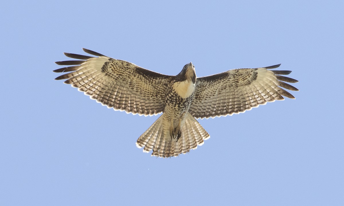 Red-tailed Hawk (calurus/alascensis) - Brian Sullivan