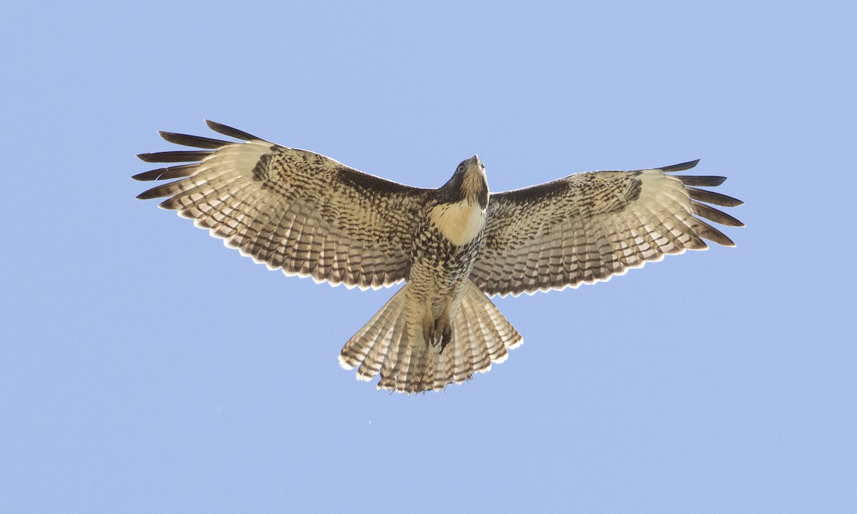 Rotschwanzbussard (calurus/alascensis) - ML172965911