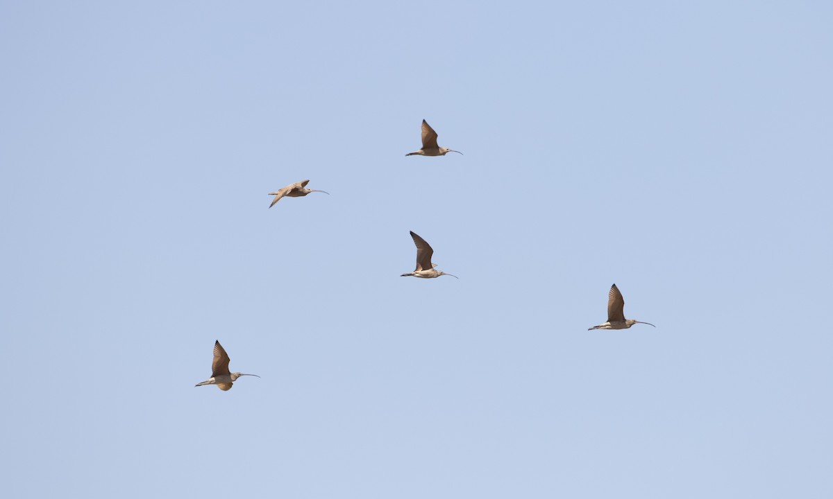 Long-billed Curlew - Brian Sullivan