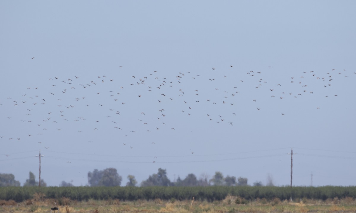 Long-billed Curlew - Brian Sullivan