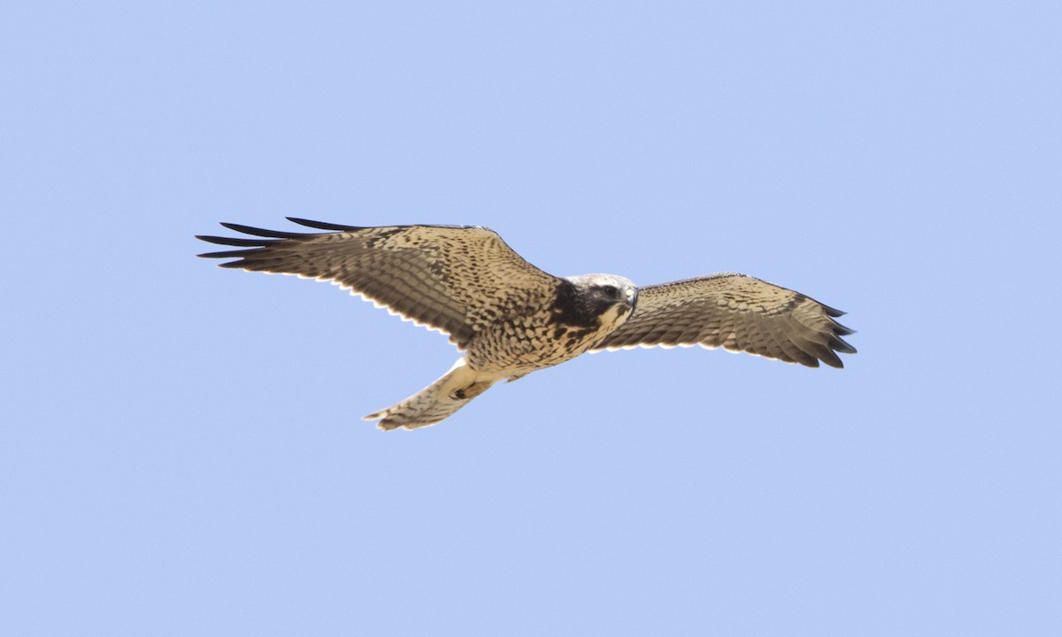 Swainson's Hawk - ML172965991