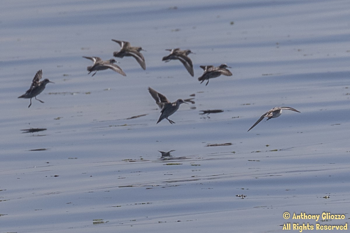 Red-necked Phalarope - Anthony Gliozzo